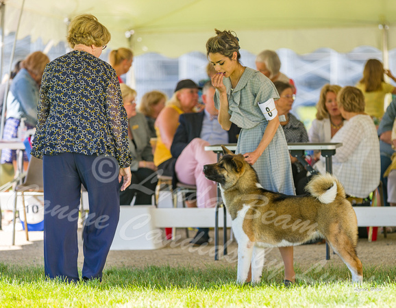 Dogshow 2022-06-17 Northeastern Illinois Kennel Club--150522-3