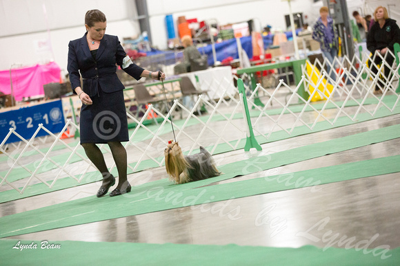Dogshow 2016-01-29 Grayslake--184017