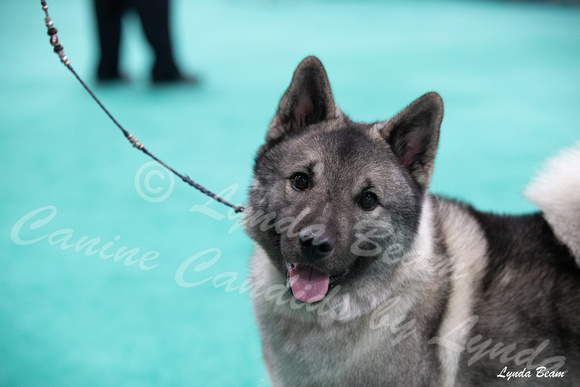 Dogshow 2024-06-30 NEINEA Candids--113627