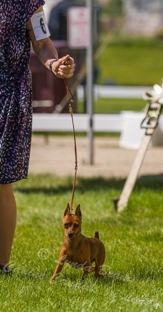 Dogshow 2022-06-17 Northeastern Illinois Kennel Club--141450