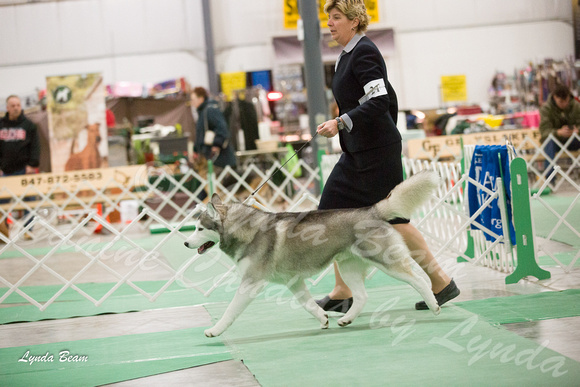 Dogshow 2016-01-29 Grayslake--183943-2