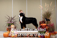 Dogshow 2024-10-26 BMDCNI Day 2--152319