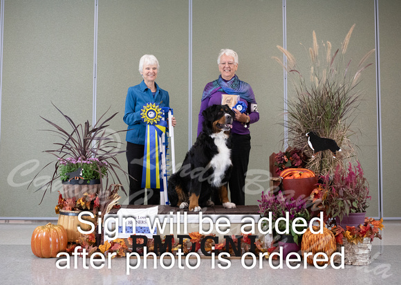 Dogshow 2024-10-26 BMDCNI Day 2--111354-2