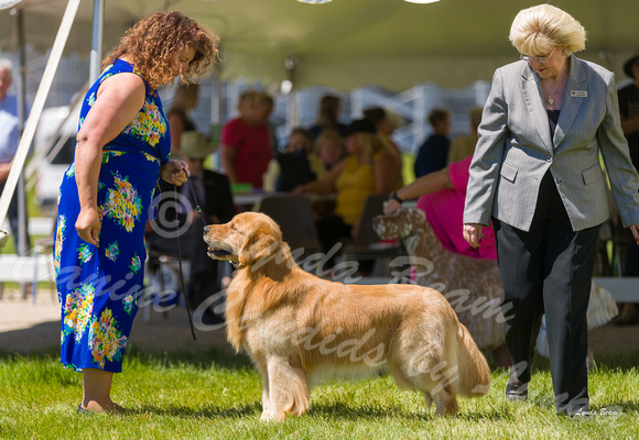 Dogshow 2022-06-17 Northeastern Illinois Kennel Club--133854