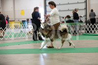 Alaskan Malamutes - Fond Du Lac KC Saturday April 21 2012