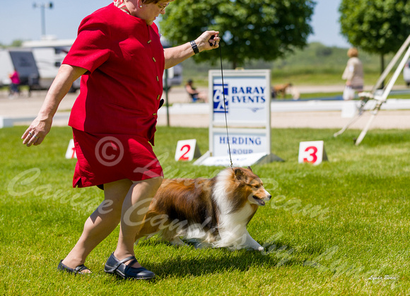 Dogshow 2022-06-17 Northeastern Illinois Kennel Club--131316-2