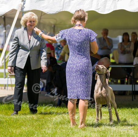 Dogshow 2022-06-17 Northeastern Illinois Kennel Club--133656