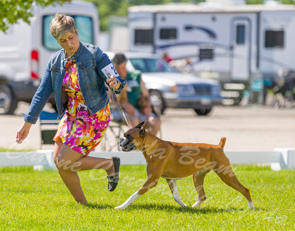 Dogshow 2022-06-17 Northeastern Illinois Kennel Club--145715-5