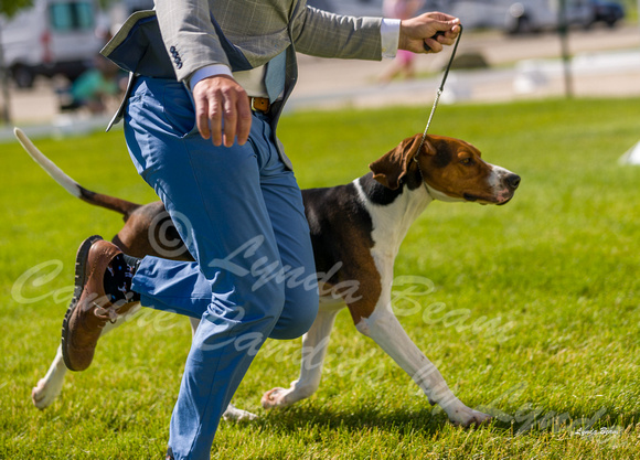 Dogshow 2022-06-17 Northeastern Illinois Kennel Club--151723-2