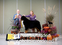 Dogshow 2024-10-26 BMDCNI Day 2--164209-3