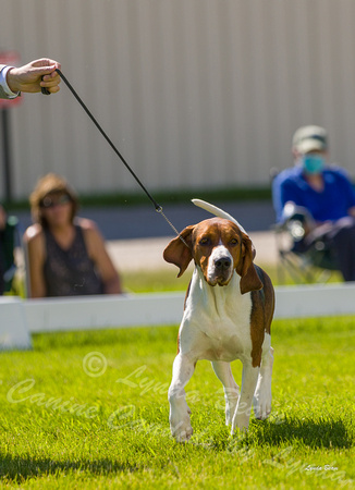 Dogshow 2022-06-17 Northeastern Illinois Kennel Club--151233-3