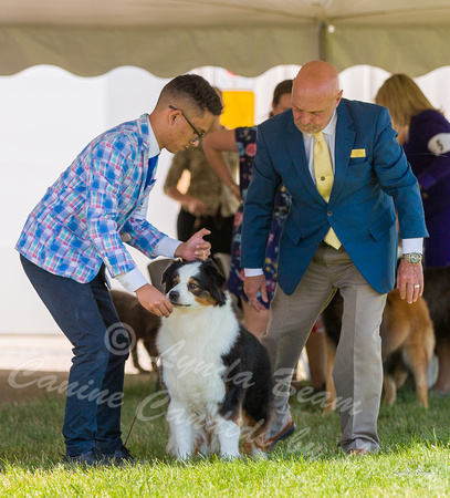 Dogshow 2022-06-19 Northeastern Illinois Kennel Club--123224