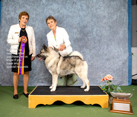 Dogshow 2022-07-03 NEINEA Win Photos --114233