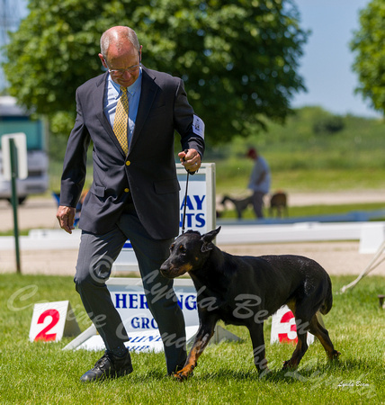 Dogshow 2022-06-17 Northeastern Illinois Kennel Club--130540-2