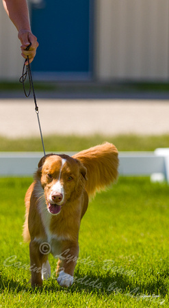 Dogshow 2022-06-17 Northeastern Illinois Kennel Club--135024-3