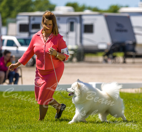 Dogshow 2022-06-17 Northeastern Illinois Kennel Club--140115-4