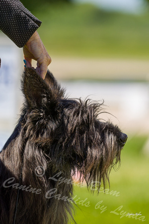 Dogshow 2022-06-17 Northeastern Illinois Kennel Club--131635