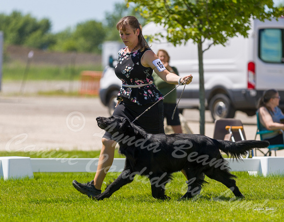 Dogshow 2022-06-17 Northeastern Illinois Kennel Club--134206-4