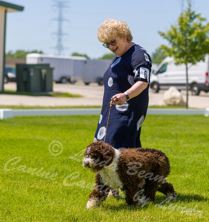 Dogshow 2022-06-17 Northeastern Illinois Kennel Club--131414