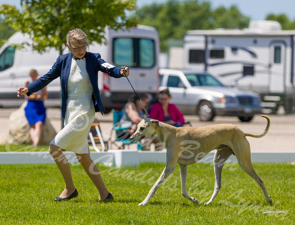 Dogshow 2022-06-17 Northeastern Illinois Kennel Club--132714-5