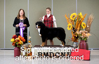 Dogshow 2024-10-27 BMDCNI Day 3--162348-3