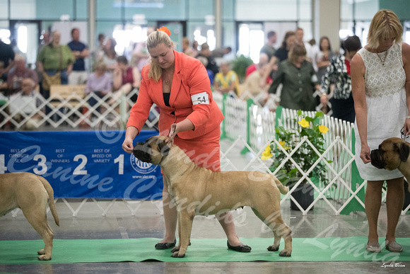 Dogshow 2016-06-18 Grayslake--111410