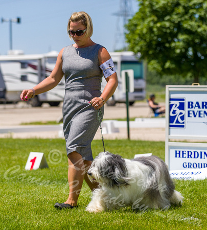 Dogshow 2022-06-17 Northeastern Illinois Kennel Club--130924