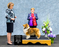 Dogshow 2022-04-09 ISSC Win Photos --134336