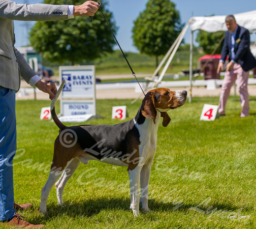 Dogshow 2022-06-17 Northeastern Illinois Kennel Club--133349