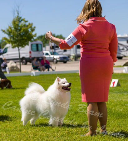 Dogshow 2022-06-17 Northeastern Illinois Kennel Club--140853