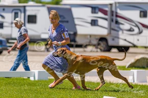 Dogshow 2022-06-17 Northeastern Illinois Kennel Club--133317
