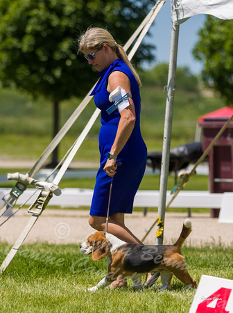 Dogshow 2022-06-17 Northeastern Illinois Kennel Club--133029-2