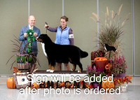 Dogshow 2024-10-26 BMDCNI Day 2--165412