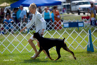 Doberman Pinschers - Waukesha Kennel Club,  July 28, 2012