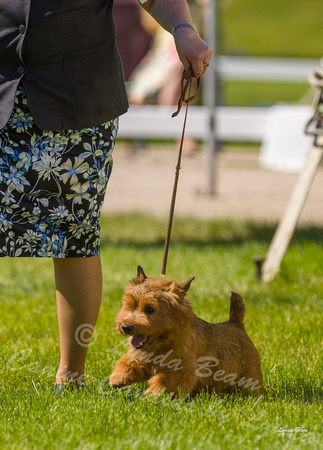 Dogshow 2022-06-17 Northeastern Illinois Kennel Club--144107-2