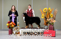 Dogshow 2024-10-27 BMDCNI Day 3--162347-4