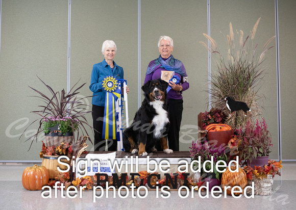 Dogshow 2024-10-26 BMDCNI Day 2--111349-2