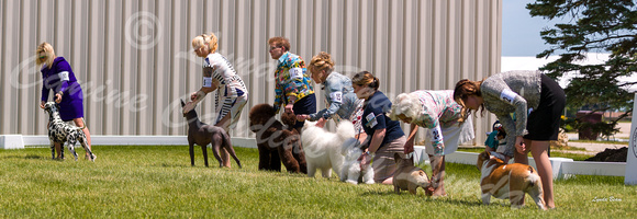 Dogshow 2022-06-19 Northeastern Illinois Kennel Club--122759